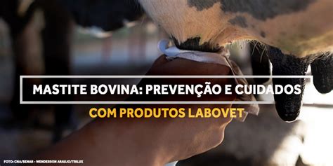 Mastite Bovina Preven O E Cuidados Produtos Labovet