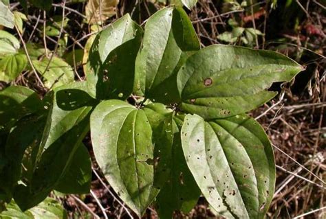 Greenbrier - A Thorny Invader | Nebraska Extension in Lancaster County