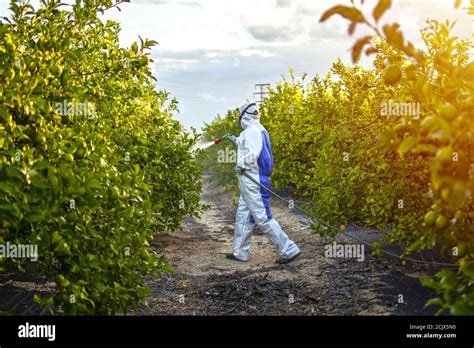 Insektizide obstbäume Fotos und Bildmaterial in hoher Auflösung Alamy