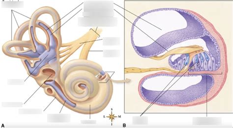 Inner Ear Structure Diagram Quizlet