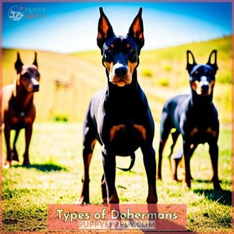 Discover The Colors Of Doberman Pinschers Rust Black Red More