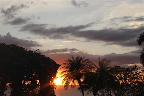 Nature Palm Tree Tranquility Water Tree No People Cloud Sky