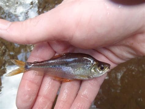 Tetřík Guatemalský Roeboides Guatemalensis