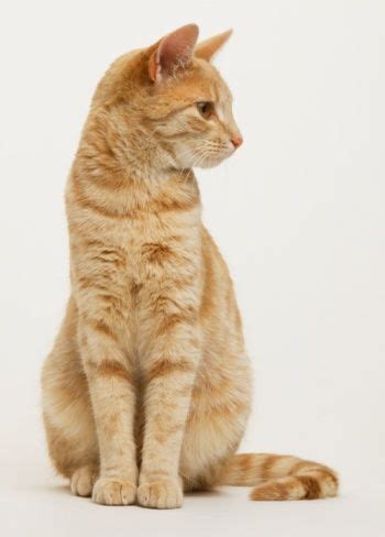 Found On Bing From Pinterest Cat Anatomy Cat Pose Tabby Cat