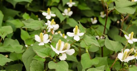 ドクダミの花言葉と由来 花言葉