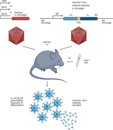 Crisprcas9 Gene Therapy Delivery Strategies Biopharma Peg