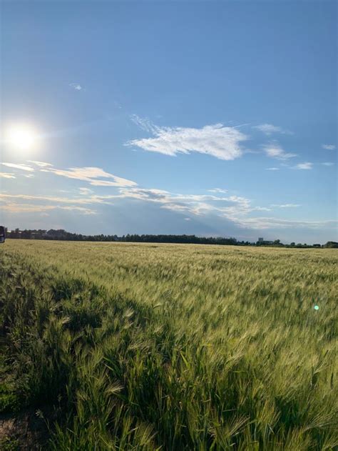 Поле з колосками Україна | Aesthetic content, Instagram photo, Instagram