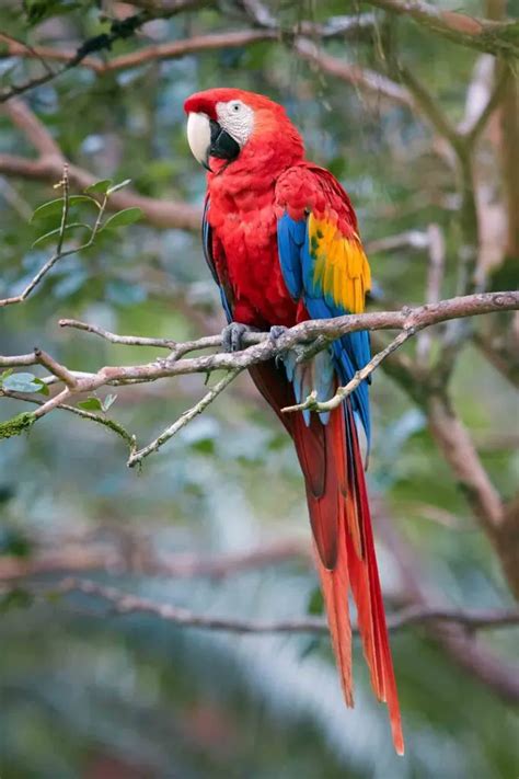 Of The Most Colorful Birds In The World Wildlife Explained