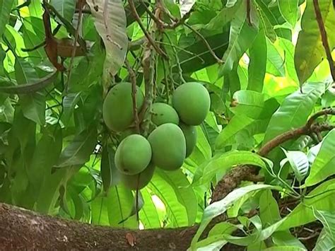 Alphonso Mangoes In Crisis Fruit Drop Due To Heatstroke In Konkan