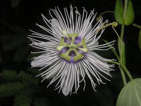 Newly Identified Bolivian Plant Species Live Science