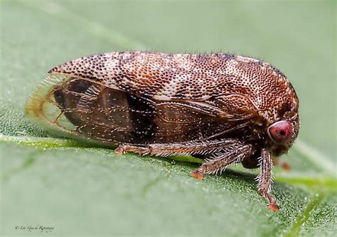 Hemiptera Membracidae Ophiderma Definita BugGuide Net