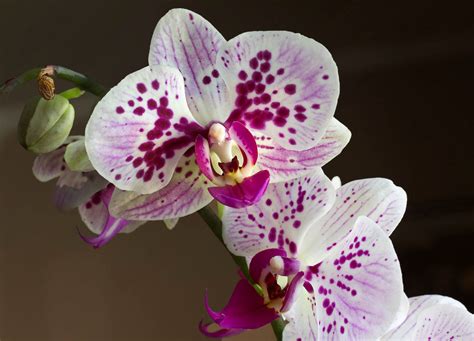 Orchid Care 101 How To Take Care Of Orchids Plantinfo