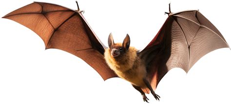 Bat Flying With 24585916 Png