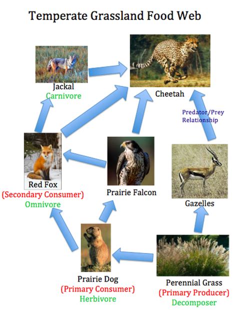 Food Chain And Food Web Temperate Grasslandcassie Hooten