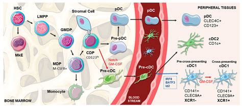 Pharmaceutics Free Full Text Dendritic Cell Vaccines For Cancer