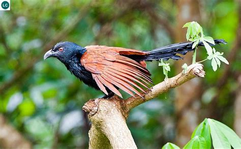 Gambar Flora Dan Fauna Di Singapura Ella Cameron