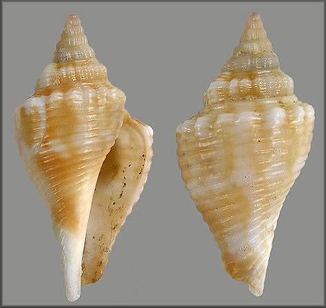 Strombus Alatus Gmelin Florida Fighting Conch Juveniles Artofit