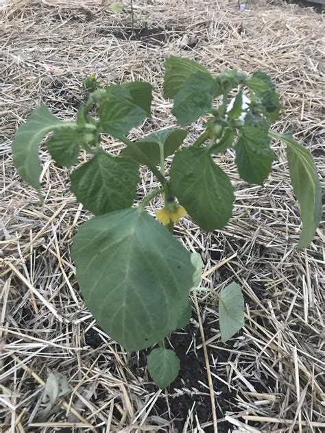 my first tomatillo is flowering : r/gardening