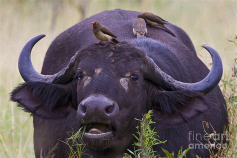 Buffalo Eating Photograph By Jennifer Ludlum