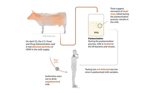 How Humans Can And Cant Catch Bird Flu Reuters The Poultry Site