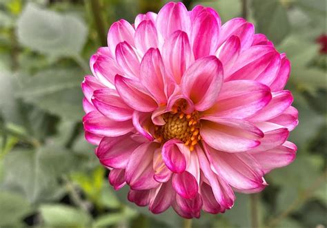 Dahlia Flower Pink Free Photo On Pixabay Pixabay