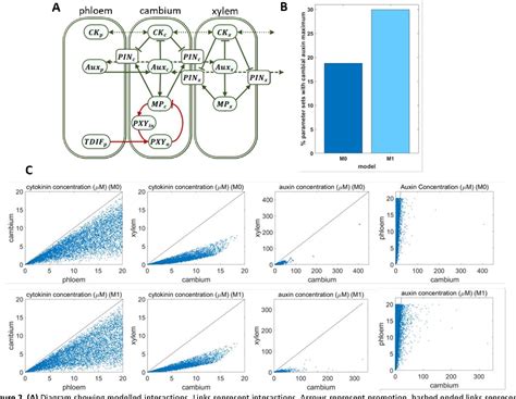 Figure 3 From A Mathematical Model Integrates Diverging PXY And MP