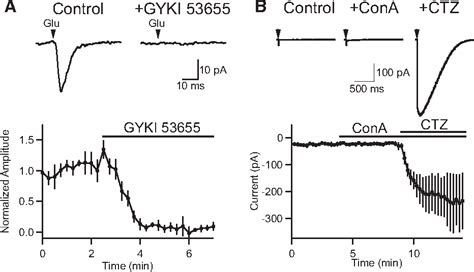 Figure 1 From Calcium Permeable Ampa Receptors Mediate Glutamatergic