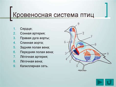 Класс Птицы - презентация онлайн