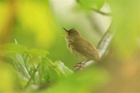 Reconnaître les chants d oiseaux Sortie nature