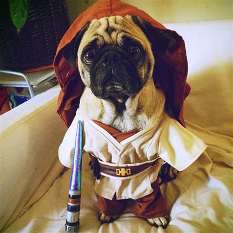 Star Wars Pug Costume GIFS! — Pug Jokes