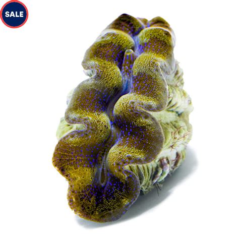 Aquacultured Ultra Crocea Clam Tridacna Crocea Petco