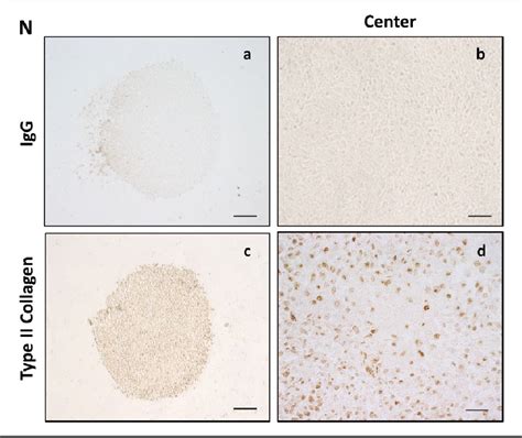 Figure 4 From Molecular Validation Of Chondrogenic Differentiation And