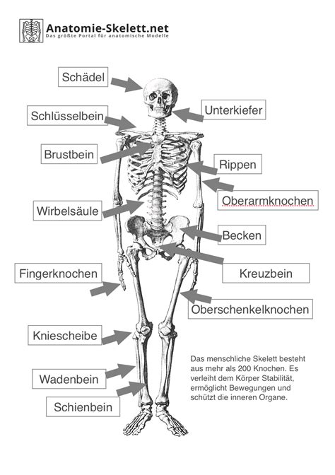 Collection Of Ein Skelett Beschriften Skelett Mit