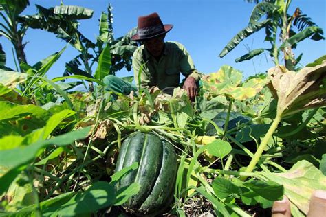 FOTO Cuaca Tak Menentu Petani Blewah Merugi