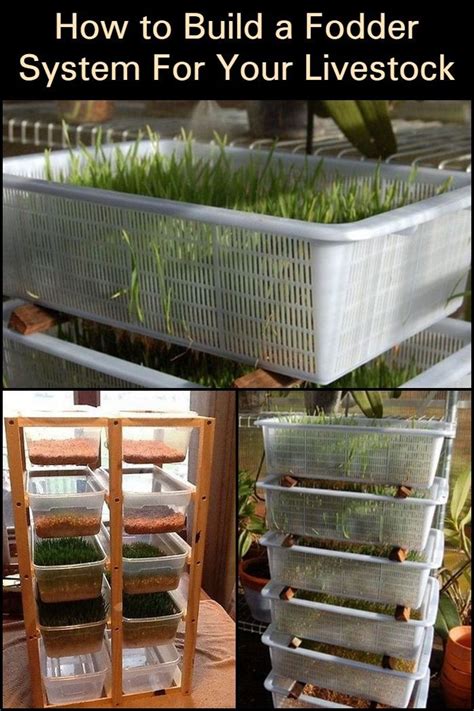 Grow Your Own Fodder Indoors A Diy Solution For Livestock Feed