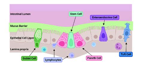 Simplified Depiction Of The Layers And Cells Of The Intestinal Barrier