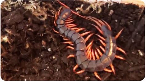 Scary Centipede Attack Willy Wonka Tunnel For Real Youtube