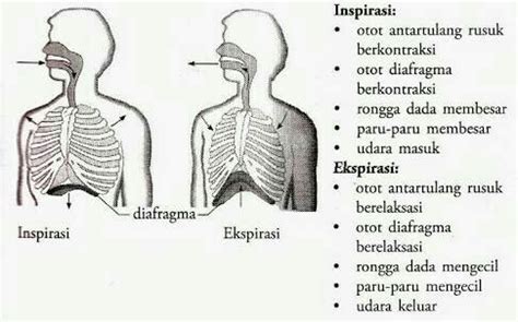 Jelaskan Mekanisme Inspirasi Dan Ekspirasi Pada Pernapasan Manusia