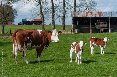 Vache au pré de race montbéliarde avec 2 veaux jumeaux Elevage veau