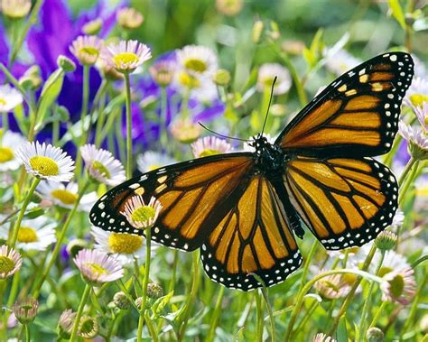 720p Free Download Monarch Butterfly In A Daisy Field Butterfly