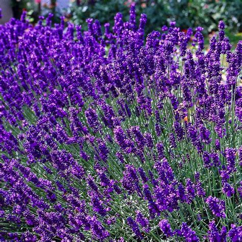 12 X Lavandula Angustifolia Dwarf Blue Lavendel Pot 9 X 9 Cm Bol