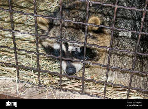 Fluffy Raccoon Crying In A Cage Keeping Wild Animals In Captivity Is