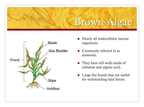 PPT - Brown Algae PowerPoint Presentation, free download - ID:2189729