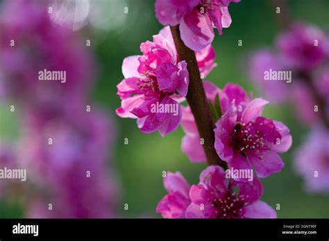 Pink Flowers Of A Blooming Nectarine Tree Stock Photo Alamy