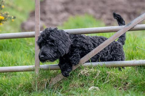 Invisible dog fence - can pets out run them? - DogFence