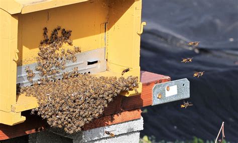 Vespa Velutina Ou Frelon Aux Pattes Jaunes P Hive