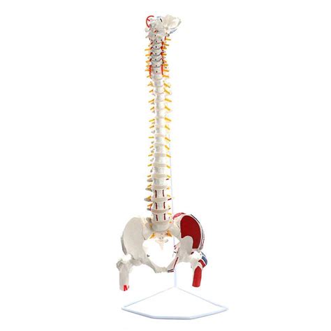 Buy Dbscd Cm Flexible Spinal Model Pvc Spinal Cord Model Vertebrae