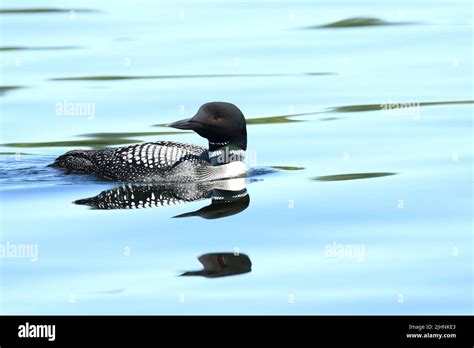 Loons Water Hi Res Stock Photography And Images Alamy