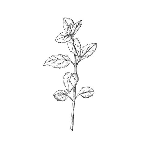 Explore Collection Of Peppermint Drawing Tea Tattoo Peppermint