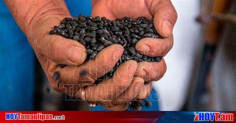 Hoy Tamaulipas Anuncia Agricultura Incremento Del Precio De Garantia